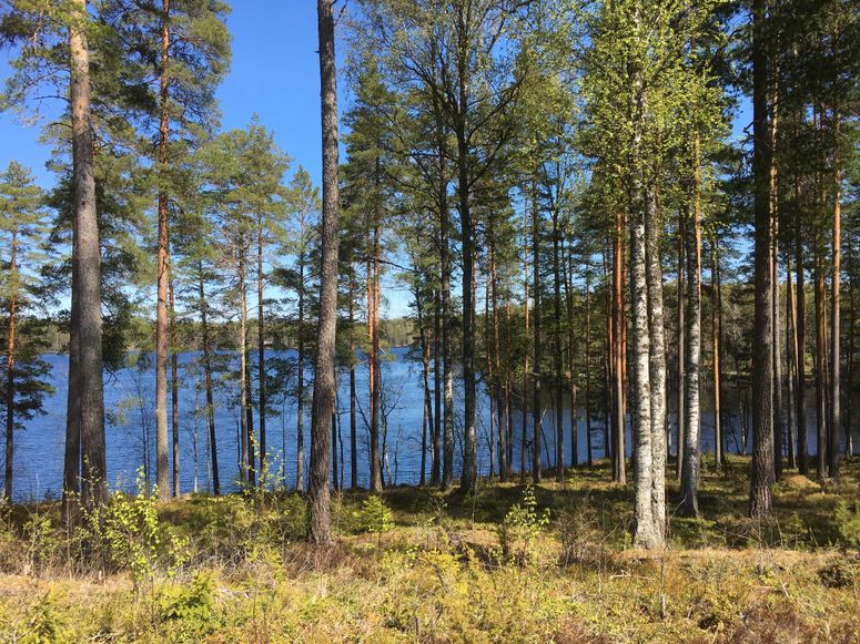 Niemikotkan vuokramökit sijaitsevat niemessä keskellä kaunista Kotkajärveä Hämeenlinnan Iittalassa