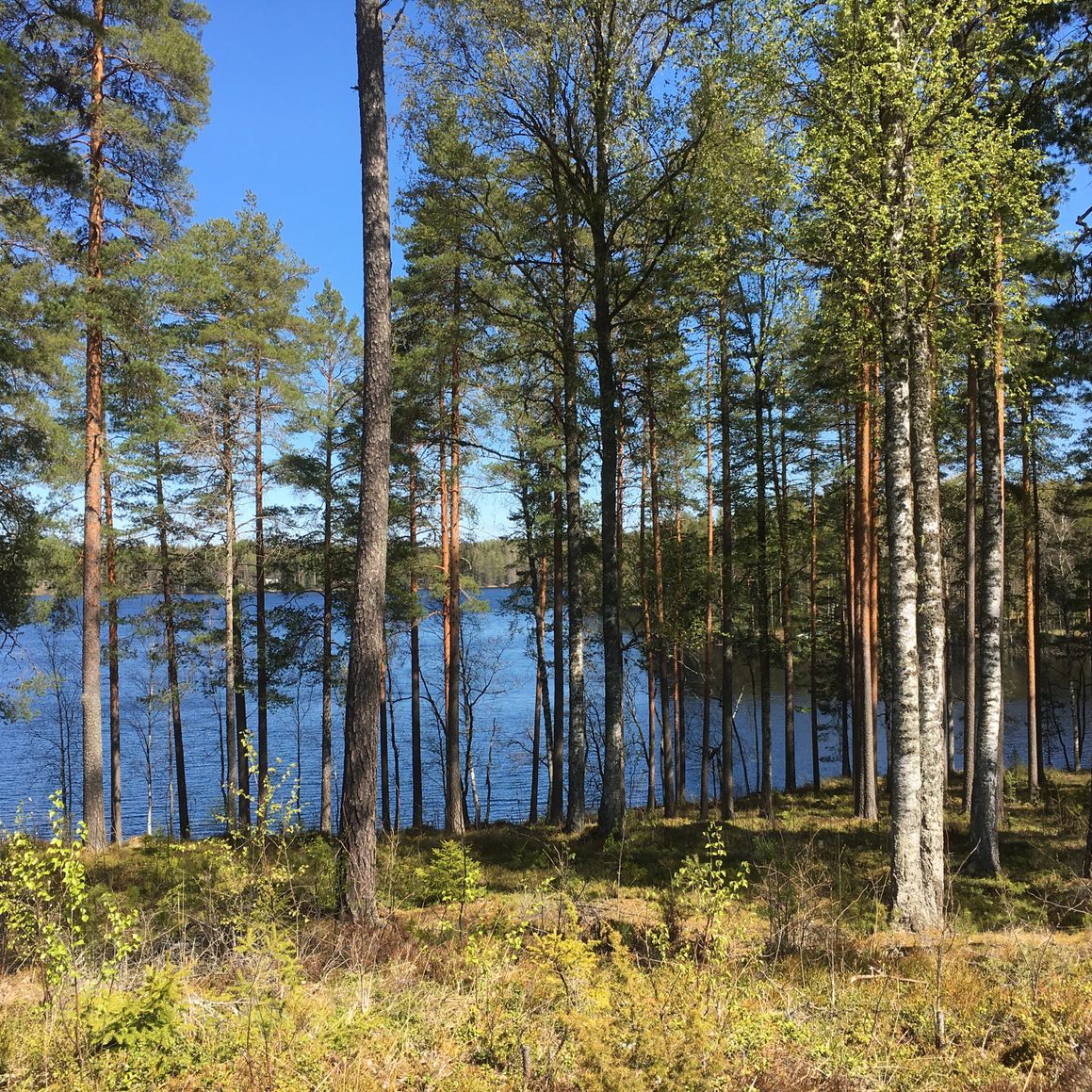Niemikotkan vuokramökit sijaitsevat niemessä keskellä kaunista Kotkajärveä Hämeenlinnan Iittalassa