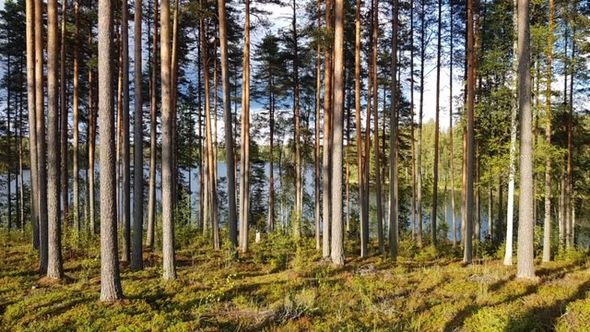 Niemikotkan vuokramökit sijaitsevat Hämeenlinnan Kotkajärvellä luonnonkauniissa niemessä